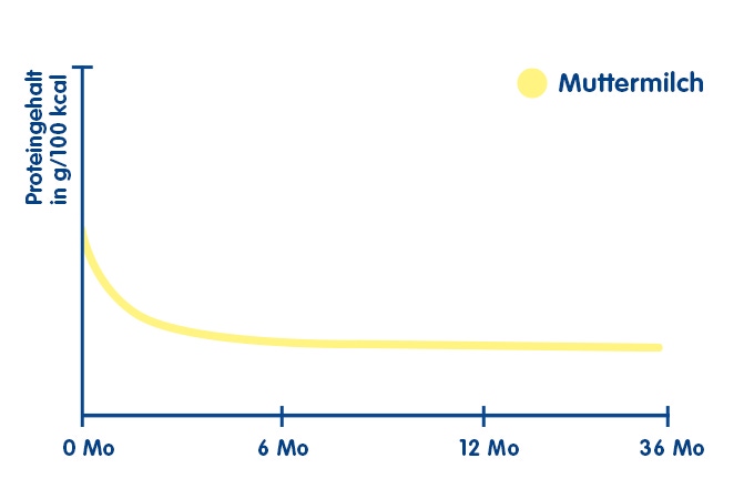 Entwicklung des Proteingehalts in der Muttermilch