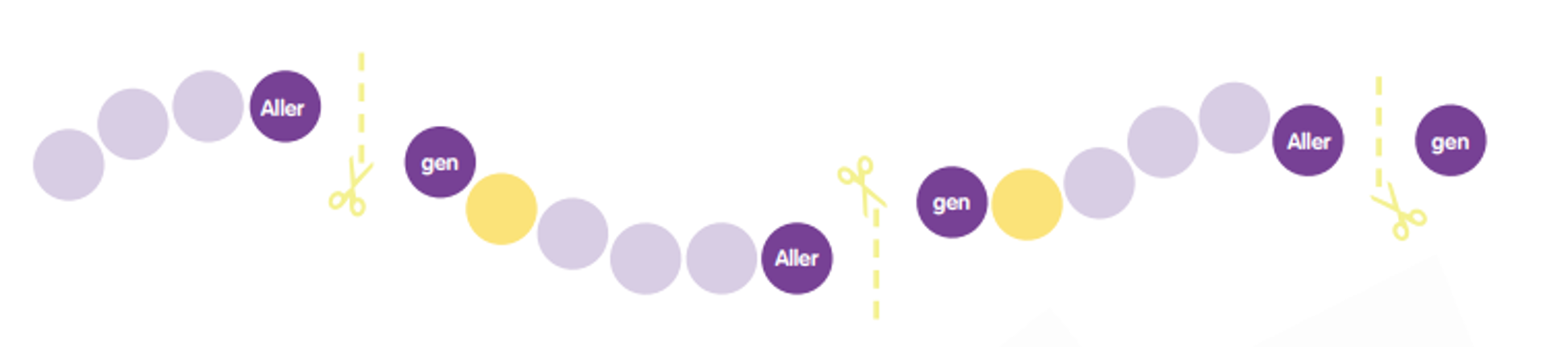 Schonend aufgespaltenes Protein – Herstellung.​